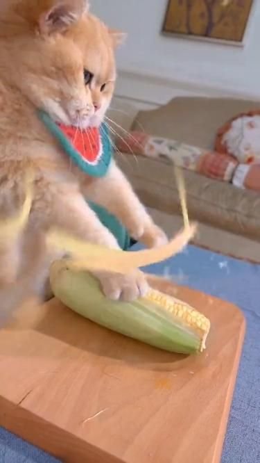 15 Pet Antics That Are Adorably Hilarious (Don't Miss #3!) - The Culinary Cat