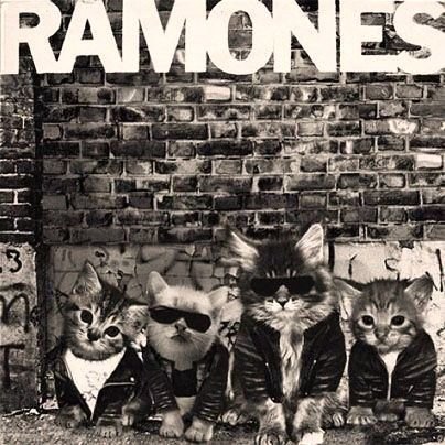 10 Hilarious Punk Cat Memes That Will Make Your Head Spin (Don’t Miss #12!) - The Feline Ramones