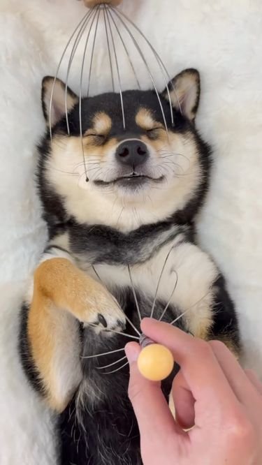 15 Pet Antics That Are Adorably Hilarious (Don't Miss #3!) - The Relaxed Shiba