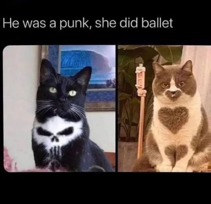 10 Hilarious Punk Cat Memes That Will Make Your Head Spin (Don’t Miss #12!) - Opposites Attract