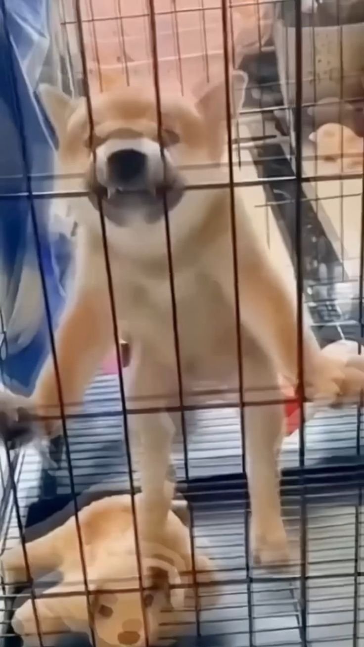 15 Pet Antics That Are Adorably Hilarious (Don't Miss #3!) - The Escape Artist