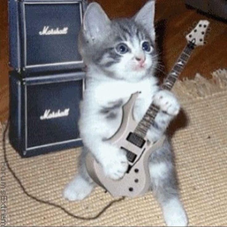 10 Hilarious Punk Cat Memes That Will Make Your Head Spin (Don’t Miss #12!) - The Guitar Hero