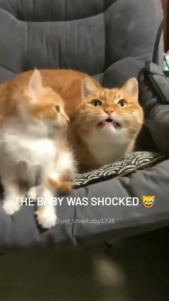 15 Pet Antics That Are Adorably Hilarious (Don't Miss #3!) - The Shocked Kittens