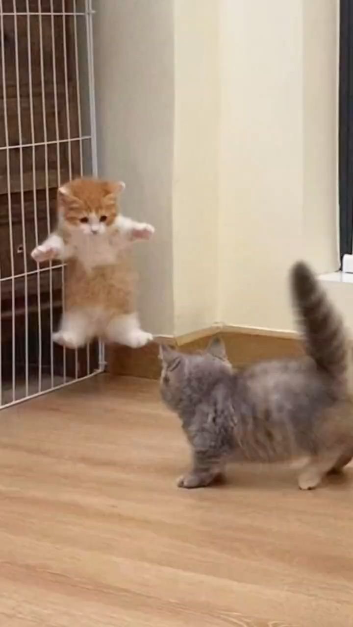 15 Pet Antics That Are Adorably Hilarious (Don't Miss #3!) - The Jumping Kitten